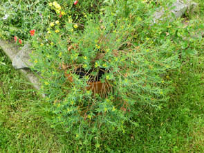 Euphorbia sp